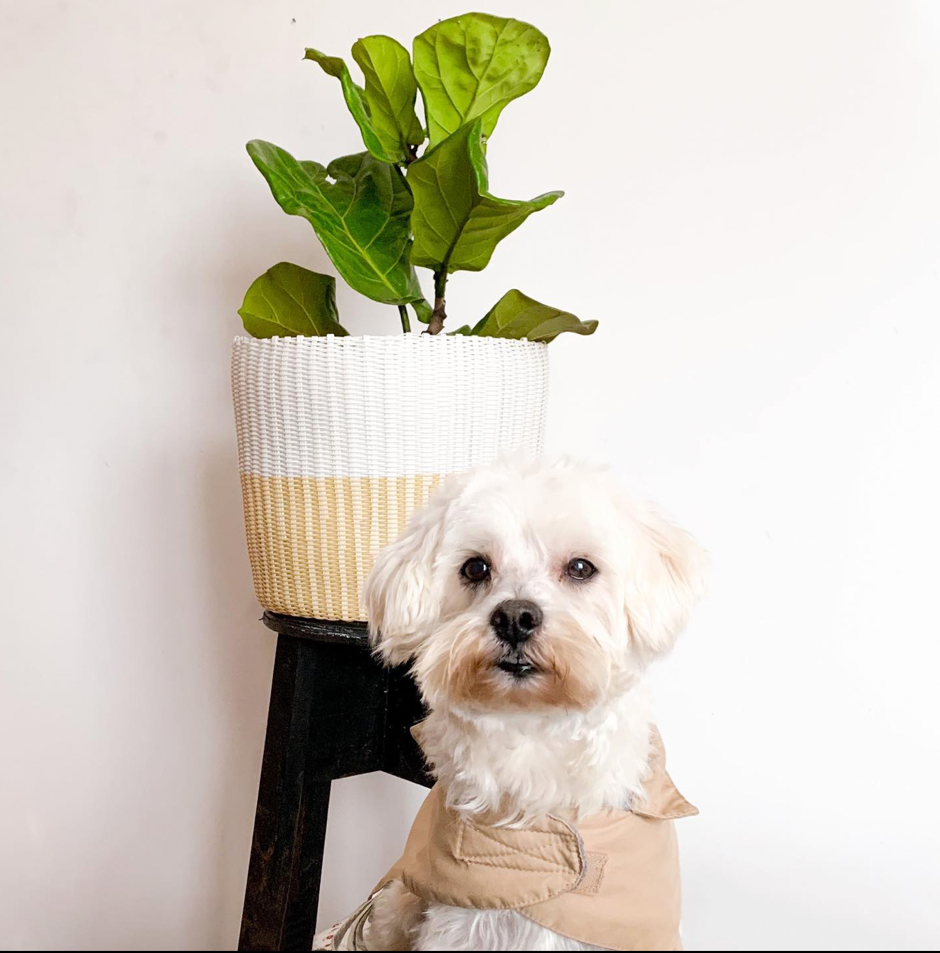 BASKET POT